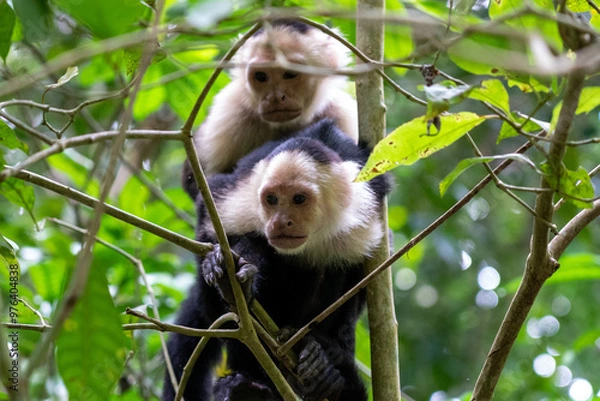 Obraz two monkeys sitting on each other and looking