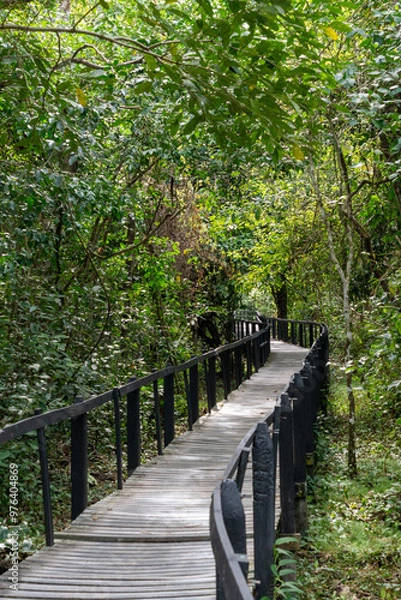 Obraz wooden bridge in the forest