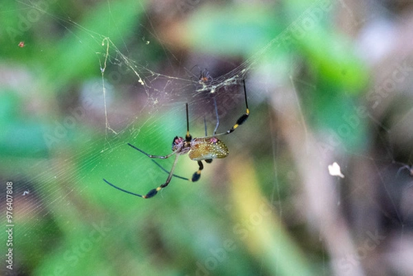 Obraz spider on web