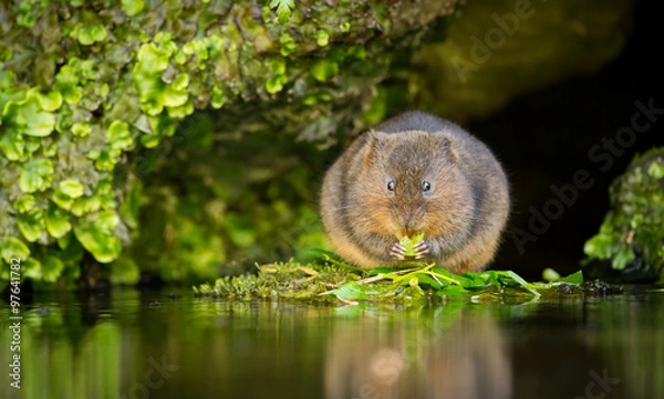 Obraz A little cute water vole