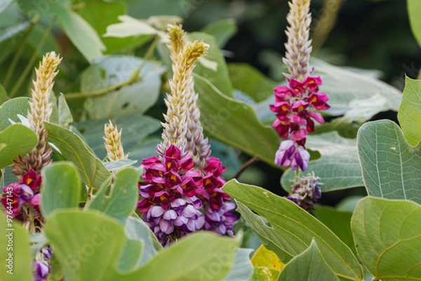 Fototapeta 美しいクズの花01