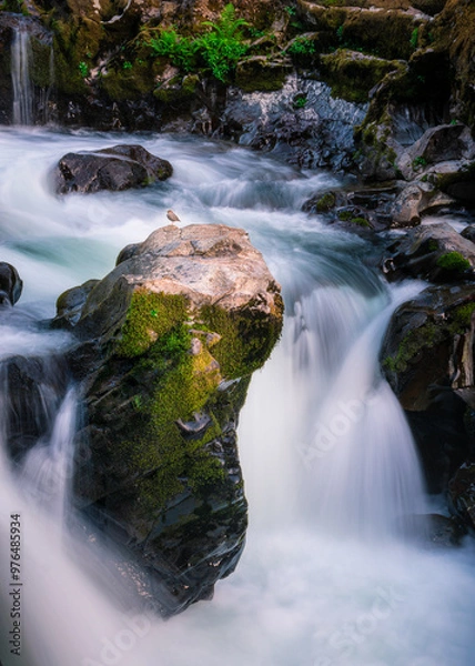 Obraz bird on rock between waterfalls