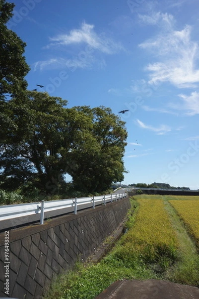 Fototapeta 田んぼと木と飛ぶ鳥