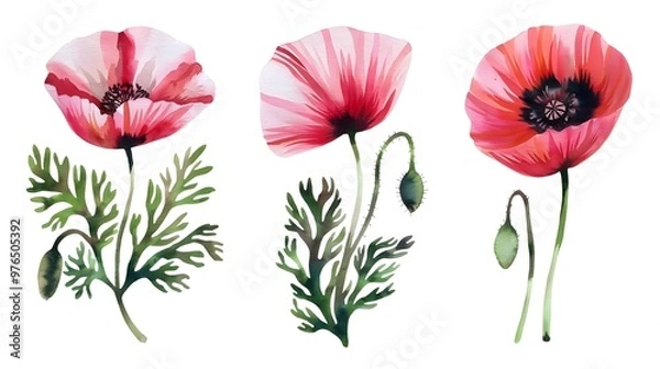 Obraz painting of a poppies in watercolor. Flowers isolated against a white background. Paintings of a set of pink and crimson poppies. Hand-painted watercolor flowery background with flowers View Less

