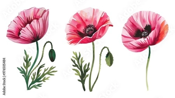 Obraz painting of a poppies in watercolor. Flowers isolated against a white background. Paintings of a set of pink and crimson poppies. Hand-painted watercolor flowery background with flowers View Less
