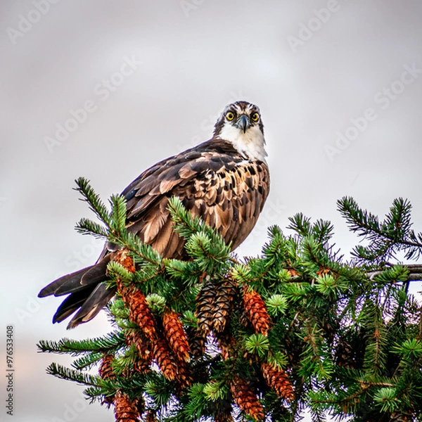 Obraz osprey sitting on pine tree