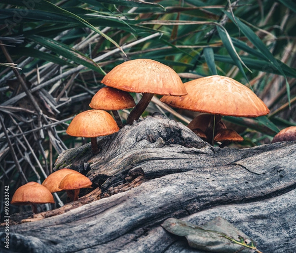 Obraz mushrooms growing on fallen log