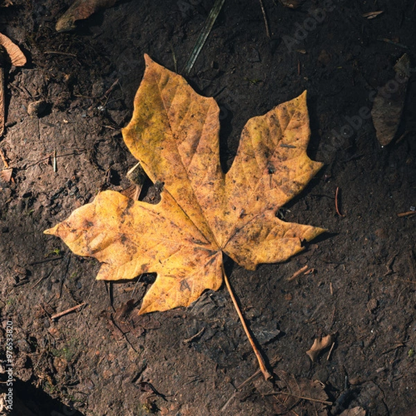 Obraz yellow maple leaf on the ground