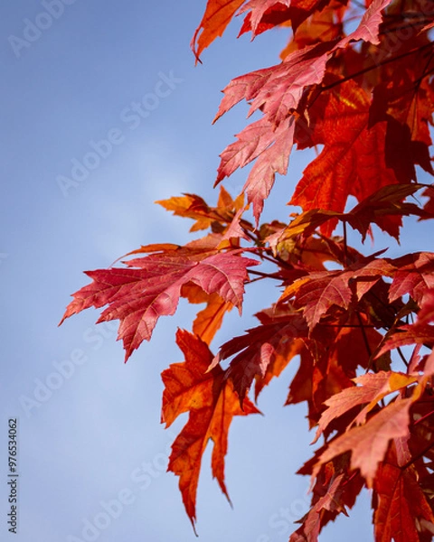 Obraz red maple leaves from below with blue sky behind