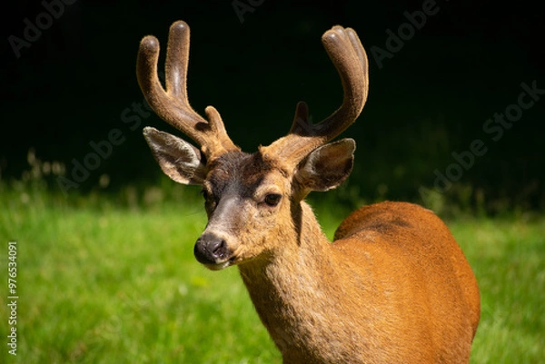 Obraz buck deer in field