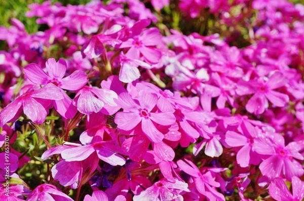 Obraz Pink creeping phlox subulata flowers in bloom
