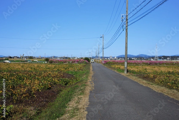 Fototapeta 日本の田舎道