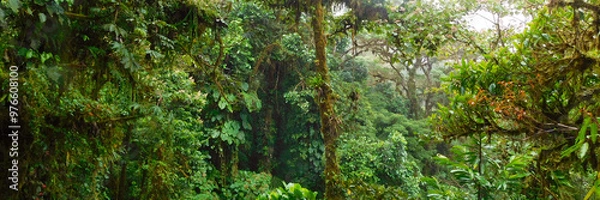 Obraz Tropical Rainforest