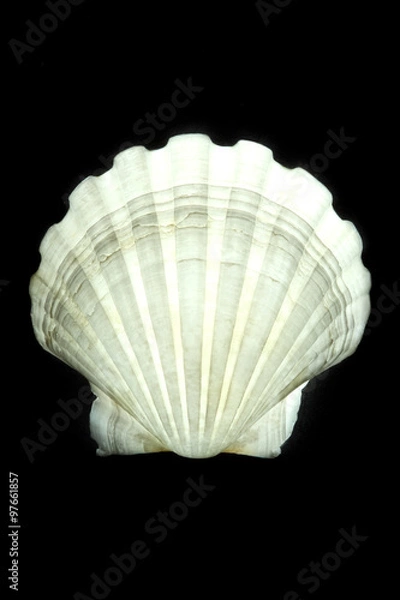 Obraz Scalop sea shell isolated on black background