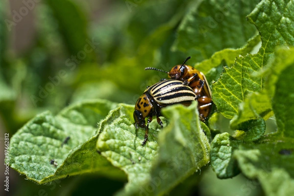 Fototapeta Колорадский жук