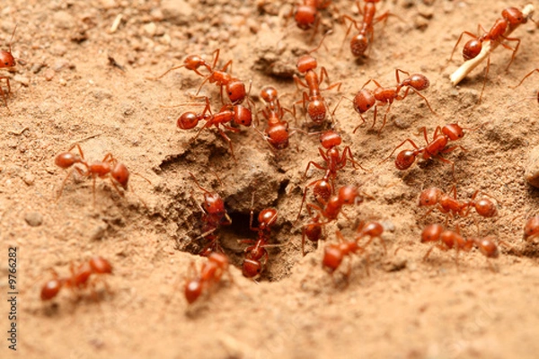 Fototapeta red ants