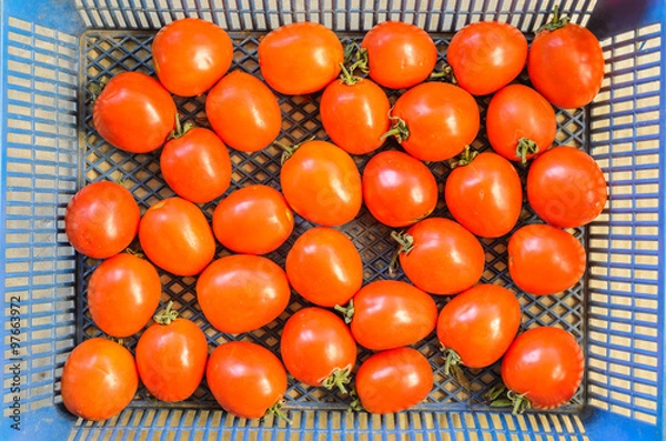 Obraz Red tomatoes