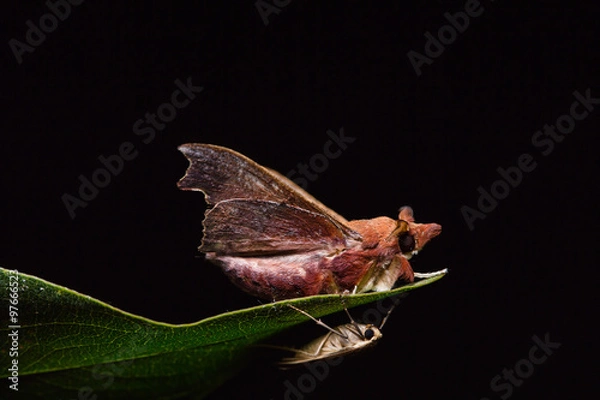 Fototapeta Hawk moth on green leaf