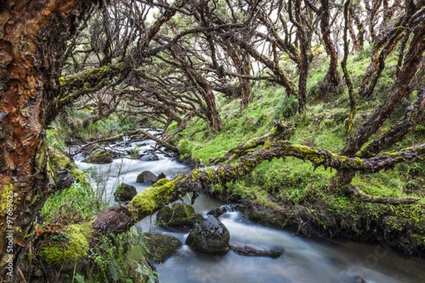 Fototapeta Polylepis forest