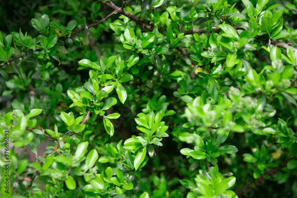 Fototapeta Ecological background, green leaves of the bush