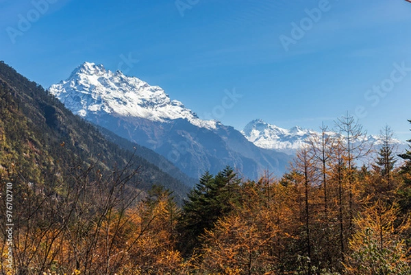 Obraz A vibrant autumn scene with colorful foliage and snow-capped mountains in the background. Perfect for depicting natural beauty, seasonal changes, and scenic landscapes. Sikkim, India