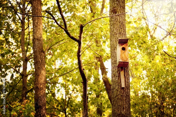 Fototapeta Birdhouse in a tree