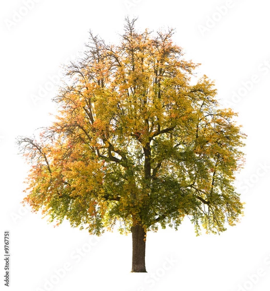 Obraz Izolowane gruszki jesienią, na początku października