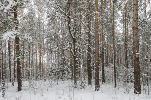 Obraz Скворечник