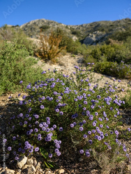 Fototapeta A flowering Shrubby Globularia on a sunny day