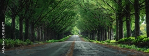 Fototapeta A road lined with large trees on both sides.