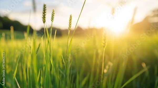 Fototapeta Golden sunlight illuminates tall grass in a serene meadow during a tranquil evening in late spring.