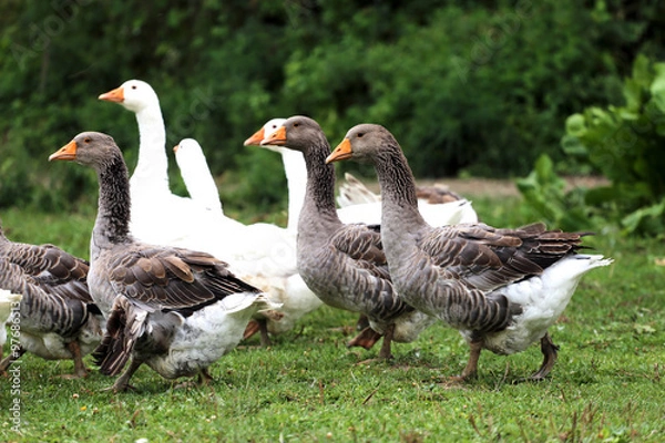 Fototapeta Group of white domestic geese on the poultry farm