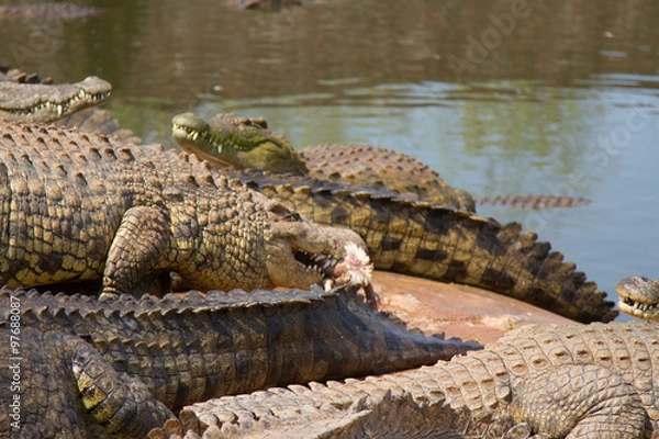 Fototapeta Crocodile