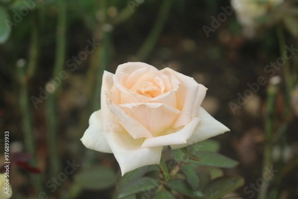 Fototapeta 薔薇（ほのか）