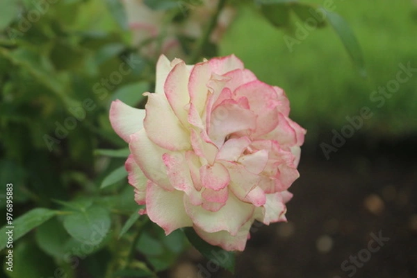 Obraz 薔薇（ほのか）