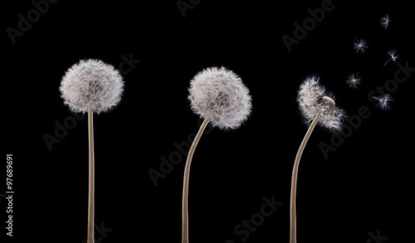 Obraz Three swaying dandelion
