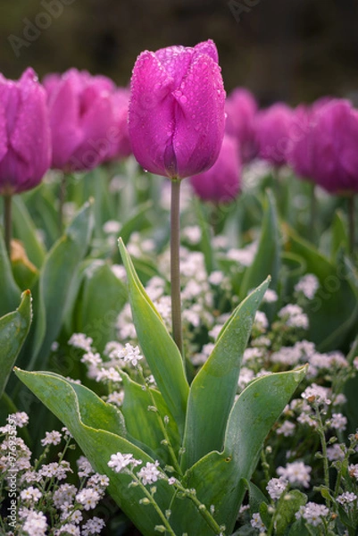 Obraz pink tulips in garden