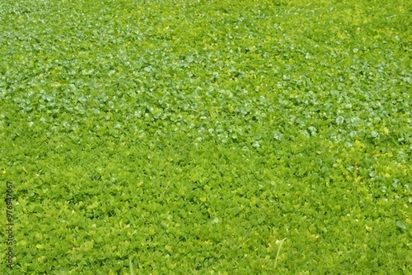 Obraz green grass background