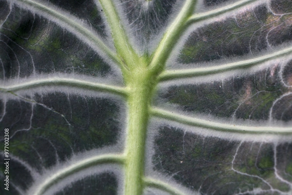 Fototapeta Close-up of a large leaf, showing the veins and petiole.