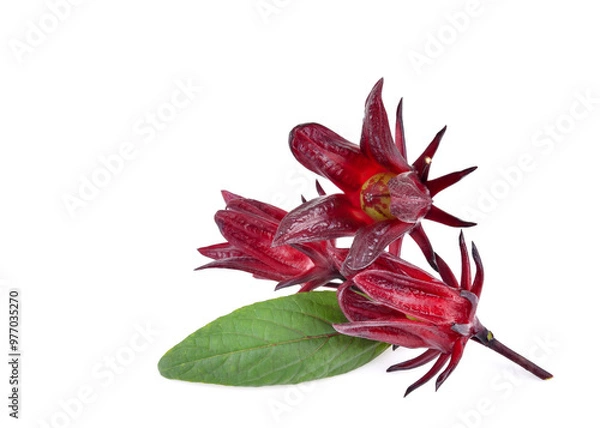 Obraz Hibiscus sabdariffa or roselle fruits isolated on white background