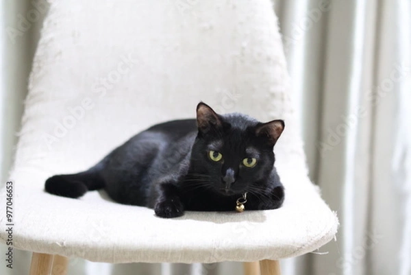 Obraz A close-up photo of a black cat with bright green eyes, lying comfortably on a white chair. The cat is relaxed and appears to be enjoying its surroundings.