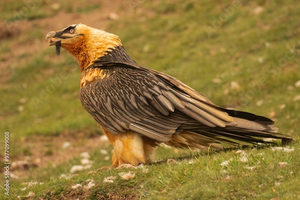 Obraz bearded vulture