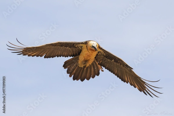 Obraz bearded vulture