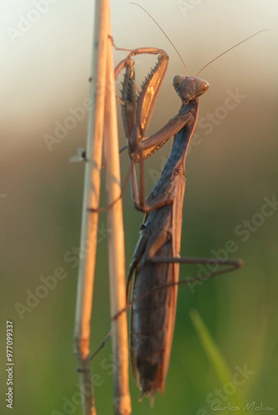 Obraz praying mantis