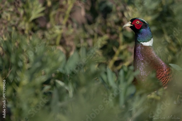 Obraz Pheasant