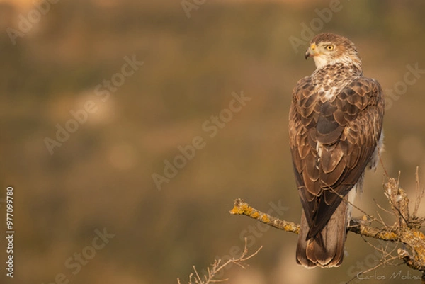 Obraz Bonelli's eagle