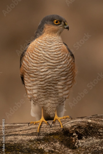 Obraz Eurasian sparrowhawk