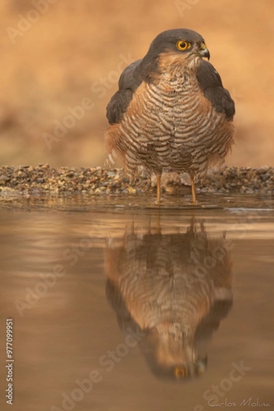 Obraz Eurasian sparrowhawk