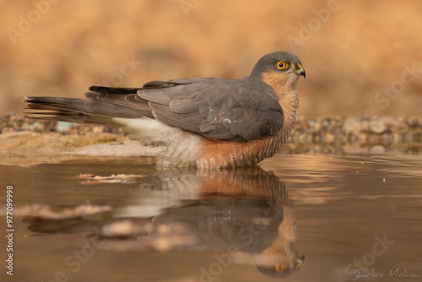 Obraz Eurasian sparrowhawk