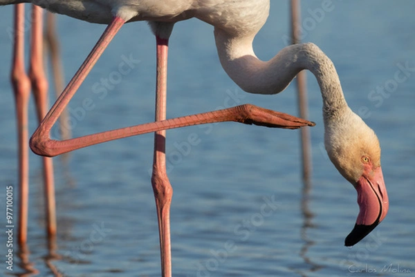 Obraz Flamingo
